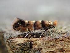 Attēlu rezultāti vaicājumam “Phyllonorycter nicellii”