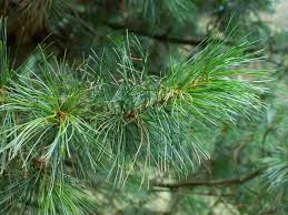Attēlu rezultāti vaicājumam “Pinus sibirica”