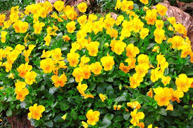 Attēlu rezultāti vaicājumam “Viola x williamsii”