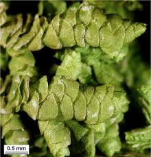 Attēlu rezultāti vaicājumam “Porella platyphylla macro”