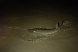 Image result for Glaucostegus cemiculus