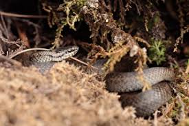 Attēlu rezultāti vaicājumam “Coronella austriaca adult”