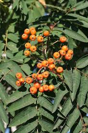 Attēlu rezultāti vaicājumam “Sorbus aucuparia fruit”