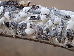 Attēlu rezultāti vaicājumam “Didymium xanthopus spores”