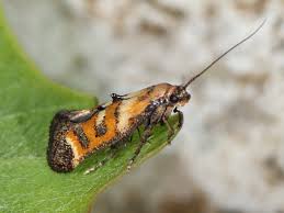 Attēlu rezultāti vaicājumam “Epermeniidae”