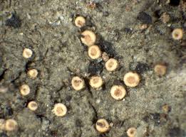 Attēlu rezultāti vaicājumam “Coenogonium pineti”