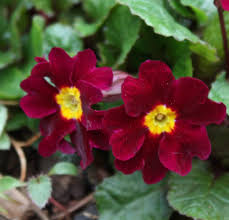 Attēlu rezultāti vaicājumam “Primula x margotae flower”