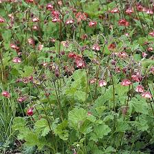 Image result for Geum rivale