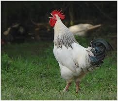 Attēlu rezultāti vaicājumam “Gallus”