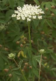 Attēlu rezultāti vaicājumam “Daucus sativus flower”