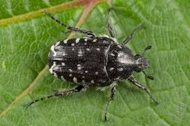 Attēlu rezultāti vaicājumam “Oxythyrea funesta”