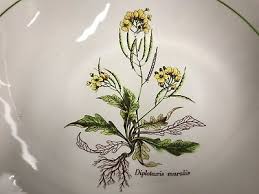 Attēlu rezultāti vaicājumam “Diplotaxis muralis”