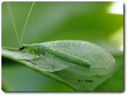 Attēlu rezultāti vaicājumam “Chrysopidae”