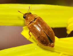 Attēlu rezultāti vaicājumam “Byturus ochraceus”