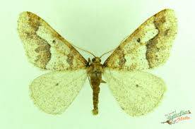 Attēlu rezultāti vaicājumam “Erannis defoliaria”