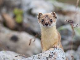 Attēlu rezultāti vaicājumam “Mustela erminea adult”