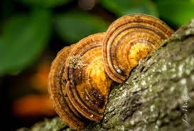 Attēlu rezultāti vaicājumam “Inonotus radiatus”