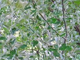 Attēlu rezultāti vaicājumam “Populus alba Nivea”