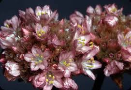 Attēlu rezultāti vaicājumam “Polygonaceae”