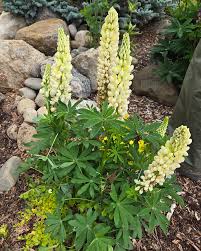 Attēlu rezultāti vaicājumam “Lupinus polyphyllus flower”