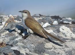 Image result for Coccyzus erythropthalmus