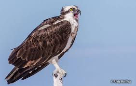 Attēlu rezultāti vaicājumam “Pandion haliaetus”