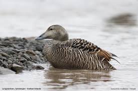 Attēlu rezultāti vaicājumam “Somateria mollissima juvenile”