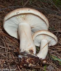 Attēlu rezultāti vaicājumam “Vibrissea decolorans”