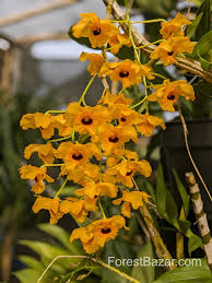 Attēlu rezultāti vaicājumam “Didymium aggregatum”