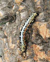 Attēlu rezultāti vaicājumam “Abraxas grossulariata larva”