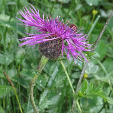 Attēlu rezultāti vaicājumam “Centaurea scabiosa bud”