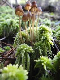 Attēlu rezultāti vaicājumam “Sphagnum girgensohnii”