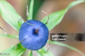 Attēlu rezultāti vaicājumam “Paris quadrifolia fruit”