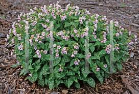 Attēlu rezultāti vaicājumam “Pulmonaria saccharata”
