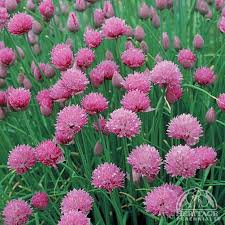 Attēlu rezultāti vaicājumam “Allium schoenoprasum flower”