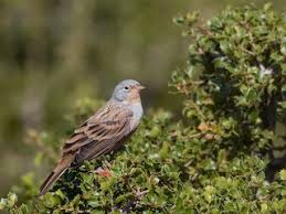 Image result for Emberiza caesia