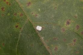 Attēlu rezultāti vaicājumam “Aleurochiton aceris nymph”