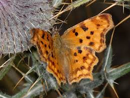 Attēlu rezultāti vaicājumam “Polygonia c-album larva”