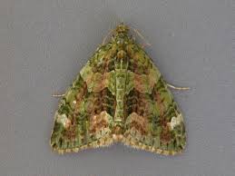 Attēlu rezultāti vaicājumam “Chloroclysta siterata”