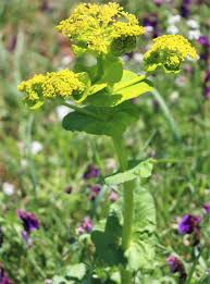 Attēlu rezultāti vaicājumam “Umbelliferae”