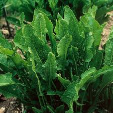 Attēlu rezultāti vaicājumam “Armoracia rusticana leaf”