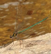 Attēlu rezultāti vaicājumam “Calopterygidae”