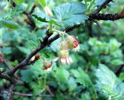 Attēlu rezultāti vaicājumam “Ribes uva-crispa flower”