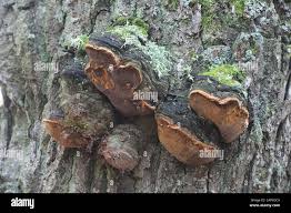 Attēlu rezultāti vaicājumam “Phellinus robustus”