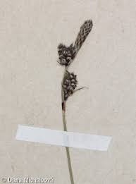 Attēlu rezultāti vaicājumam “Carex ericetorum”