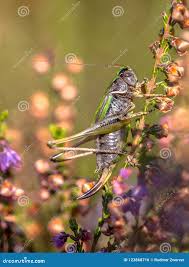 Attēlu rezultāti vaicājumam “Metrioptera brachyptera”