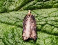 Attēlu rezultāti vaicājumam “Acleris cristana”