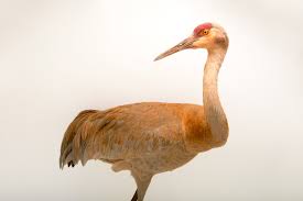 Image result for Grus canadensis