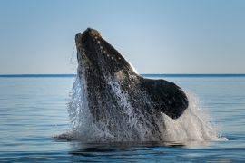 Image result for Rhinoptera brasiliensis