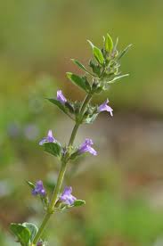 Attēlu rezultāti vaicājumam “Acinos arvensis flower”